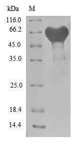 Recombinant Escherichia coli Uncharacterized protein YcbX(ycbX) (Active)