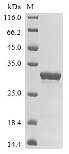 Recombinant Escherichia phage lambda Capsid decoration protein(D),partial
