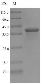 Recombinant Glycine max Ferritin-2, chloroplastic