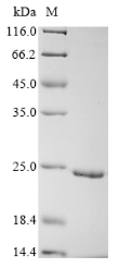 Recombinant Glycine max Leghemoglobin C2