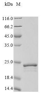 Recombinant Halobacterium halobium Bacteriorhodopsin(bop),partial