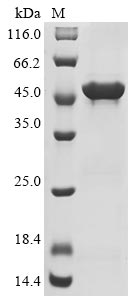 Recombinant Hamster polyomavirus Major capsid protein VP1