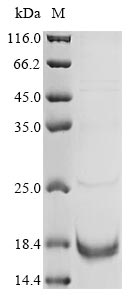 Recombinant Helianthus annuus Non-specific lipid-transfer protein