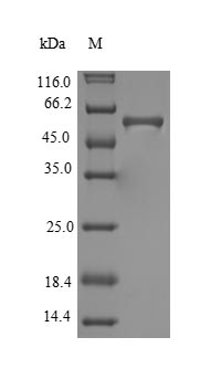 Recombinant Helicobacter pylori Putative peptidyl-prolyl cis-trans isomerase HP_0175(HP-0175) (Active)
