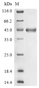 Recombinant Helicobacter pylori Vacuolating cytotoxin autotransporter(vacA),partial