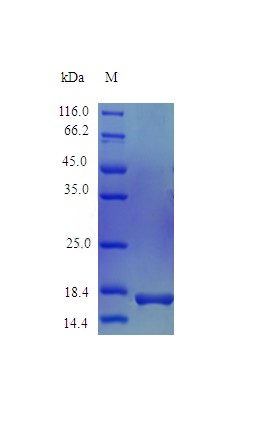 Recombinant Horse Interleukin-1 beta protein(IL1B) (Active)