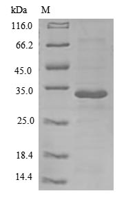 Recombinant Human  Interleukin-26 (IL26)