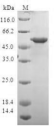 Recombinant Human 14-3-3 protein theta(YWHAQ)