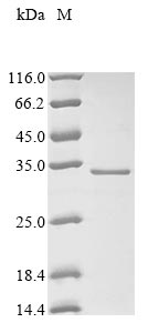 Recombinant Human 3 beta-hydroxysteroid dehydrogenase/Delta 5--4-isomerase type 1(HSD3B1),partial