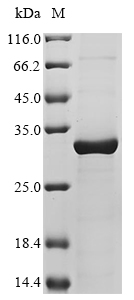 Recombinant Human 40S ribosomal protein S3(RPS3)