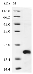 Recombinant Human 5-hydroxytryptamine receptor 1D(HTR1D),partial