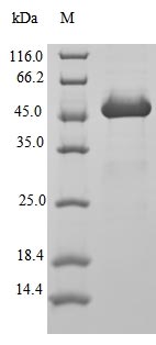 Recombinant Human ADP-ribosylation factor 1(ARF1)