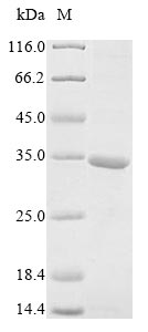 Recombinant Human AT-rich interactive domain-containing protein 1A(ARID1A),partial