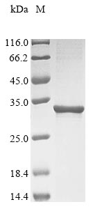 Recombinant Human ATP synthase F(0) complex subunit B1, mitochondrial(ATP5PB)
