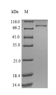 Recombinant Human ATP synthase subunit alpha, mitochondrial(ATP5F1A)