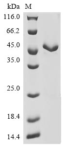 Recombinant Human Actin, aortic smooth muscle(ACTA2)