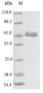 Recombinant Human Actin-like protein 8(ACTL8)