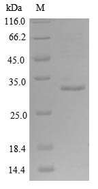 Recombinant Human Activin receptor type-2B(ACVR2B),partial