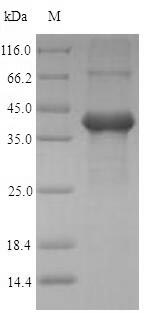 Recombinant Human Amelogenin, X isoform(AMELX)