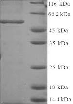 Recombinant Human Annexin A2(ANXA2)