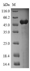 Recombinant Human Annexin A4(ANXA4)