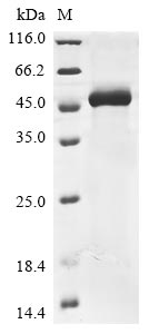 Recombinant Human Antithrombin-III(SERPINC1),partial