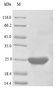 Recombinant Human Apoptosis regulator Bcl-2(BCL2),partial