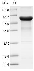 Recombinant Human Arylacetamide deacetylase(AADAC),partial