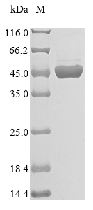 Recombinant Human Atrial natriuretic peptide receptor 1(NPR1),partial