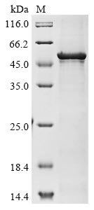 Recombinant Human Atrial natriuretic peptide receptor 1(NPR1),partial