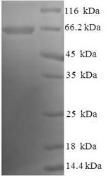 Recombinant Human Atrial natriuretic peptide receptor 2(NPR2),partial