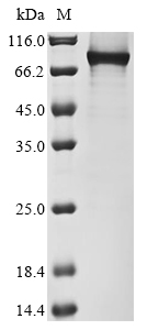 Recombinant Human B-cell lymphoma 6 protein(BCL6)