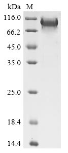 Recombinant Human B-cell lymphoma 6 protein(BCL6)