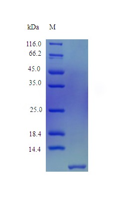 Recombinant Human Beta-defensin 104 protein(DEFB104A) (Active)
