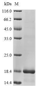 Recombinant Human Beta-defensin 128(DEFB128)