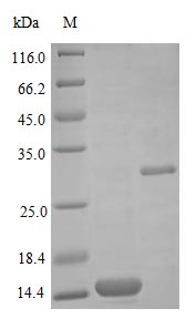 Recombinant Human Bone morphogenetic protein 2 protein(BMP2) (Active)
