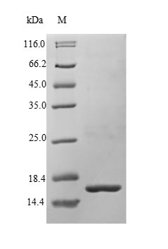 Recombinant Human Bone morphogenetic protein 3(BMP3)