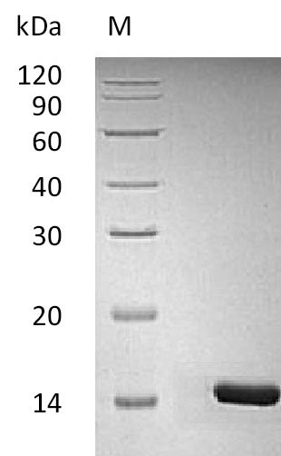 Recombinant Human Brain-derived neurotrophic factor(BDNF) (Active)