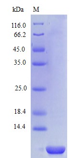 Recombinant Human C-C motif chemokine 14 protein(CCL14) (Active)