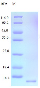 Recombinant Human C-C motif chemokine 15 protein(CCL15) (Active)