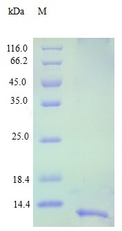 Recombinant Human C-C motif chemokine 16 protein(CCL16) (Active)