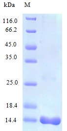 Recombinant Human C-C motif chemokine 25 protein(CCL25) (Active)
