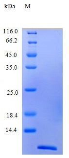 Recombinant Human C-C motif chemokine 26 protein(CCL26) (Active)