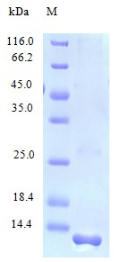 Recombinant Human C-C motif chemokine 28 protein(CCL28) (Active)