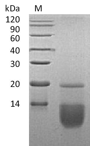 Recombinant Human C-C motif chemokine 3(CCL3) (Active)
