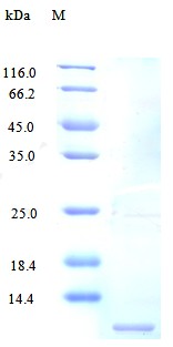 Recombinant Human C-C motif chemokine 3-like 1 protein(CCL3L1) (Active)