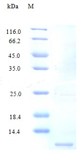 Recombinant Human C-C motif chemokine 4-like protein(CCL4L1) (Active)