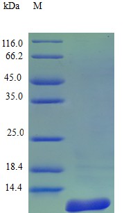 Recombinant Human C-C motif chemokine 8 protein(CCL8) (Active)