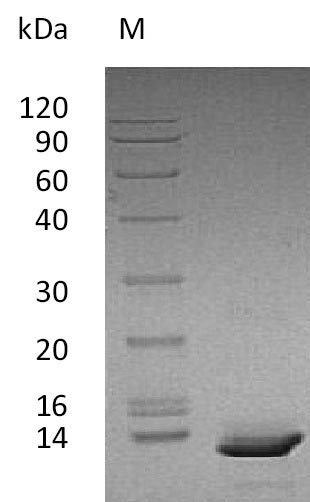 Recombinant Human C-X-C motif chemokine 10(CXCL10) (Active)
