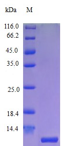 Recombinant Human C-X-C motif chemokine 10 protein(CXCL10) (Active)